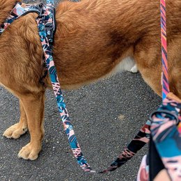 Savane dog leash