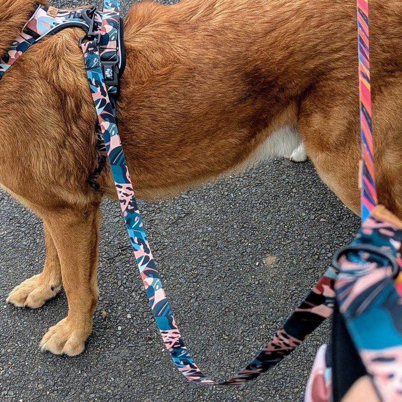 Savane dog leash