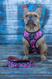 Arnés para perros de empoderamiento 2 en 1