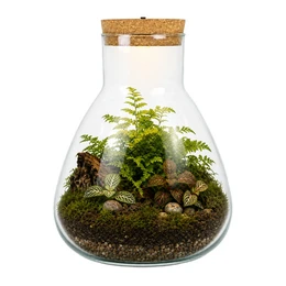 Glass Terrarium with LED Cork W-378F 28.5 cm