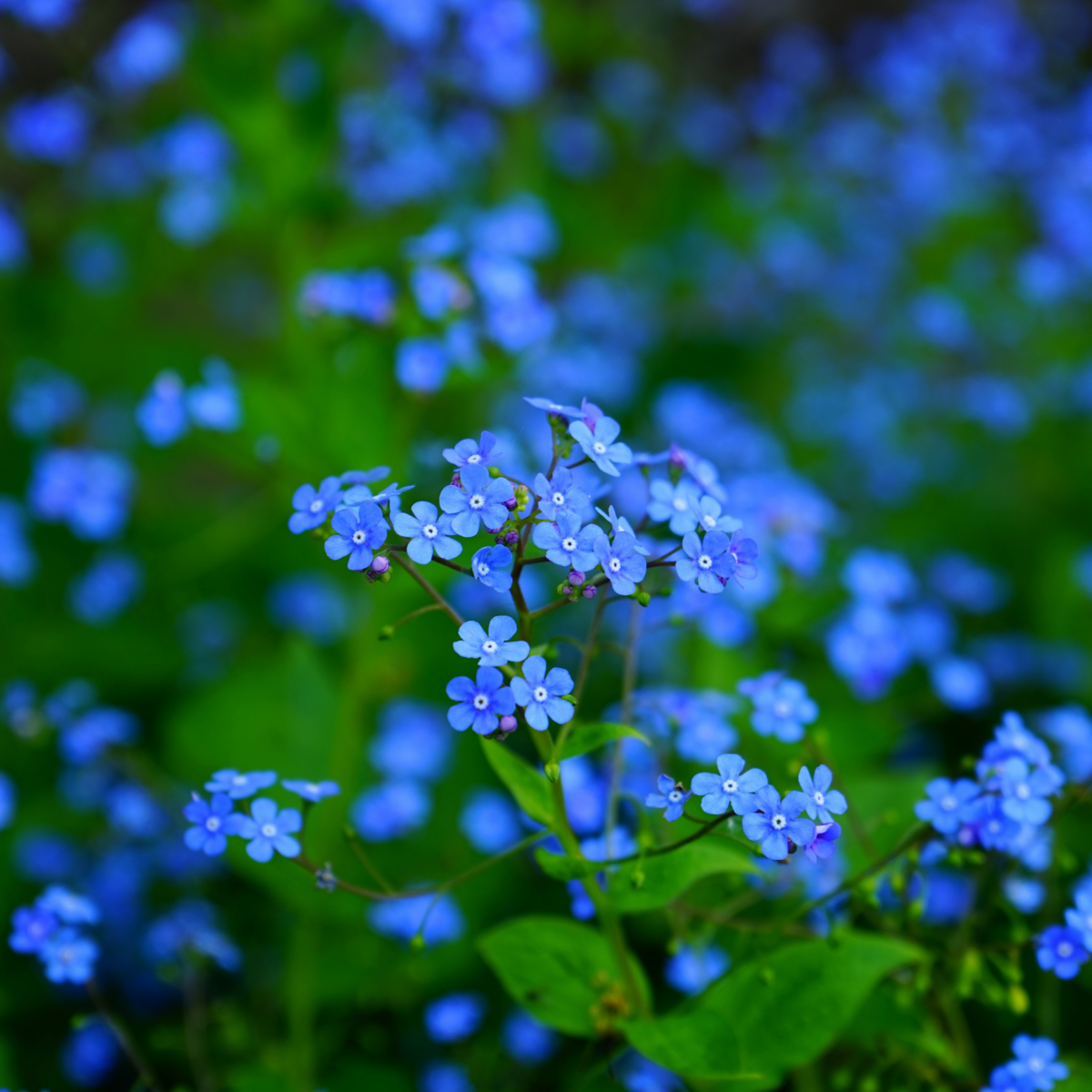Forglem-mig-ikke Indigo Blue