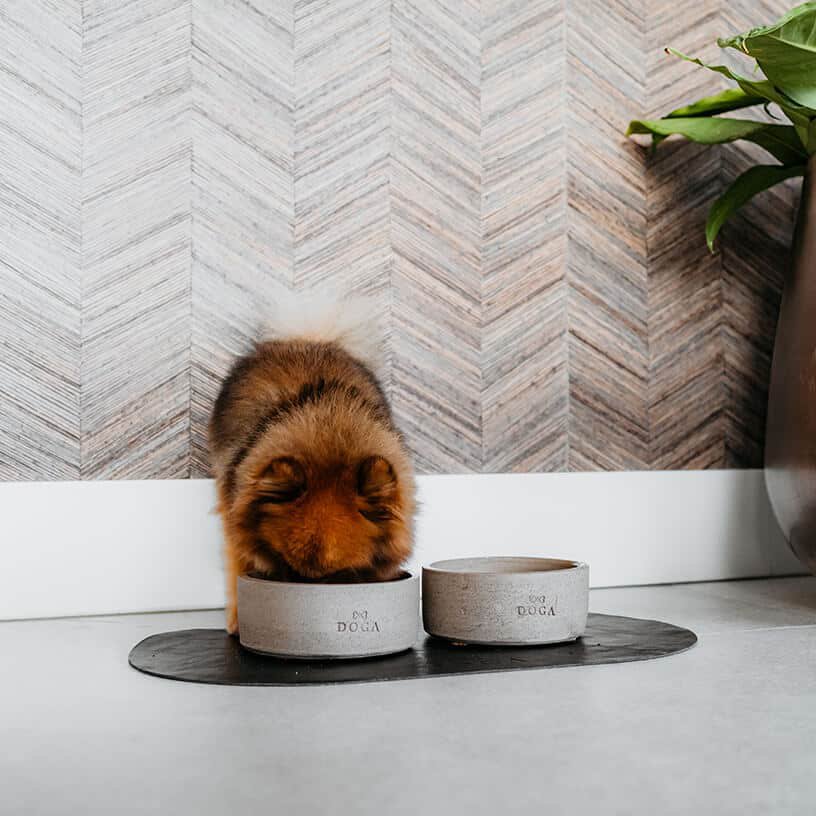 Comedero para perros Hormigón DOGA