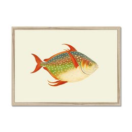 Sea Bream