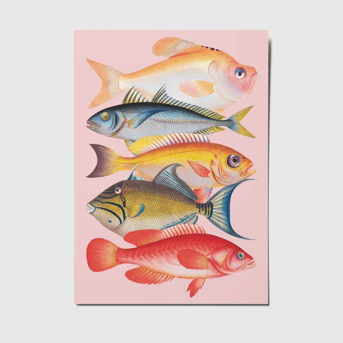 Fish - A6 postcard