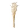 J-Line droogbloemen - Bundel Pluim Hazenstaart - riet - ecru - large