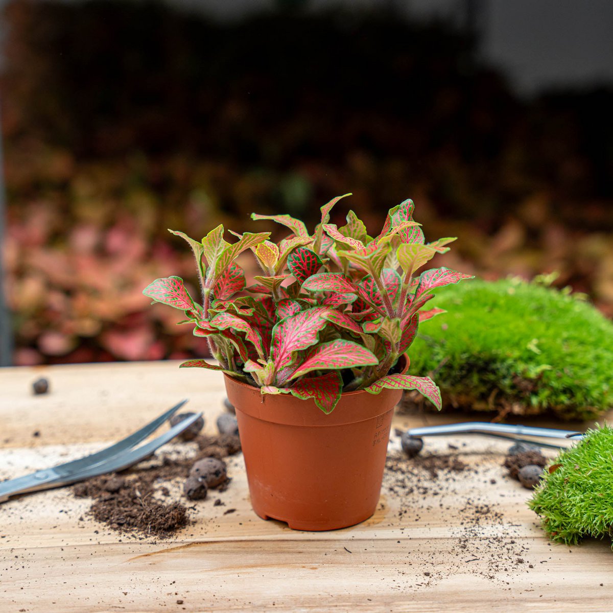 Fittonia Orange - Pink - Ruby Lime - Mosaikpflanze