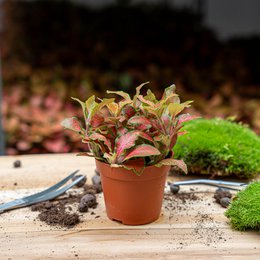 Fittonia Naranja - Rosa - Lima Rubí - Planta mosaico