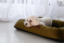 MONOLITH Samt-Hundebett mit abnehmbarer Matratze