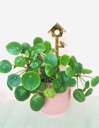 Plantstand L Birdhouse