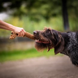 Diego Dackel - Kult-Spielzeug für Hunde