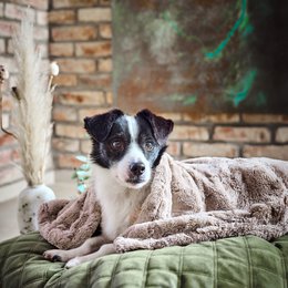 COZY Kuscheldecke für Hunde