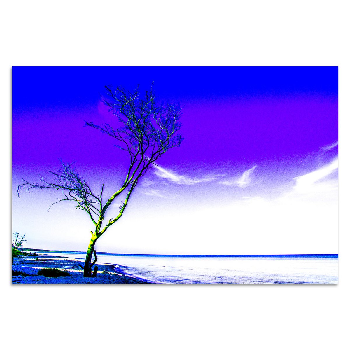 Árbol solitario de Torsten Reuter