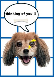Postkarte Hund Flappie - Thinking of you 10 Stk.