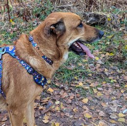 Deep agua dog collar