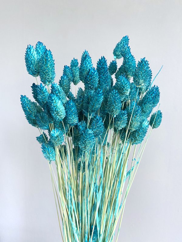 Phalaris, 65 cm, ca. 100 g, tyrkis