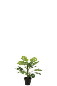 J-Line Philodendron In Pot Plastic Green Small