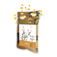 Let it Grow Hanging Garden - Chamomile