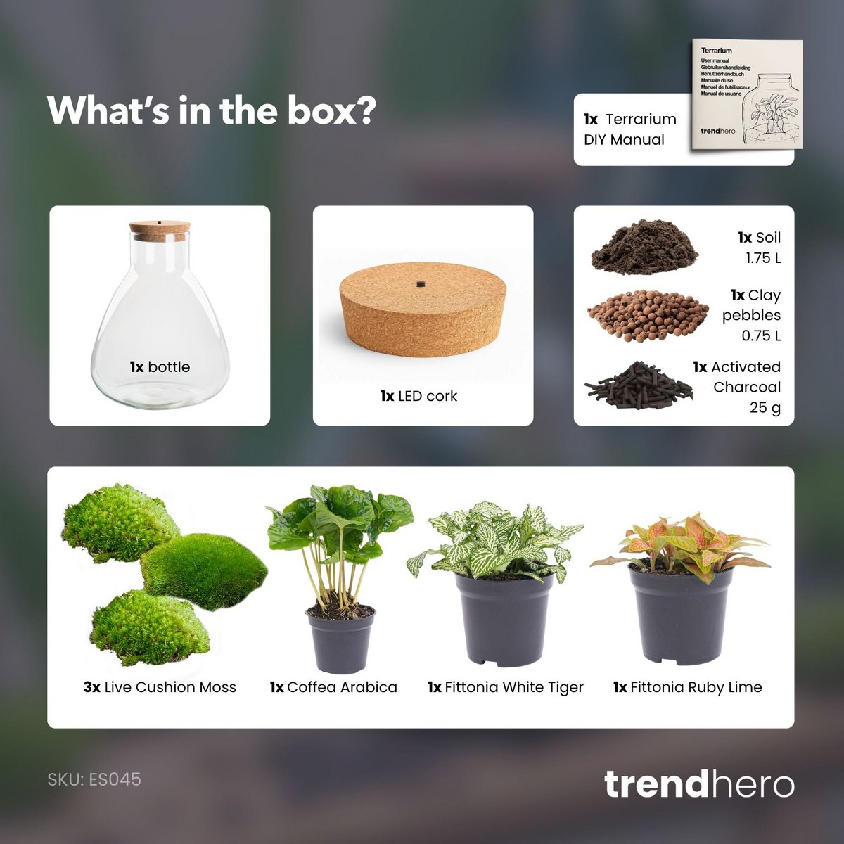 Zestaw do samodzielnego wykonania terrarium - Kawa Sam ze światłem - Ogród butelkowy - ↑ 30 cm