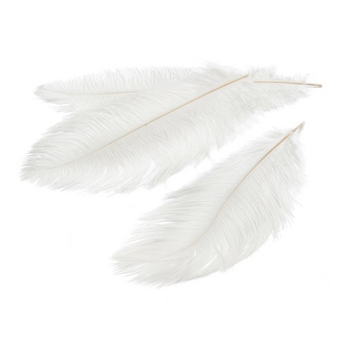 Feder Straußenfeder, Struisvogel, 12 St., 20-25cm, weiß