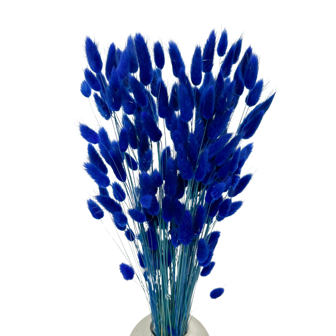 Queues de Lapin (Lagurus) 50g Bleu Foncé