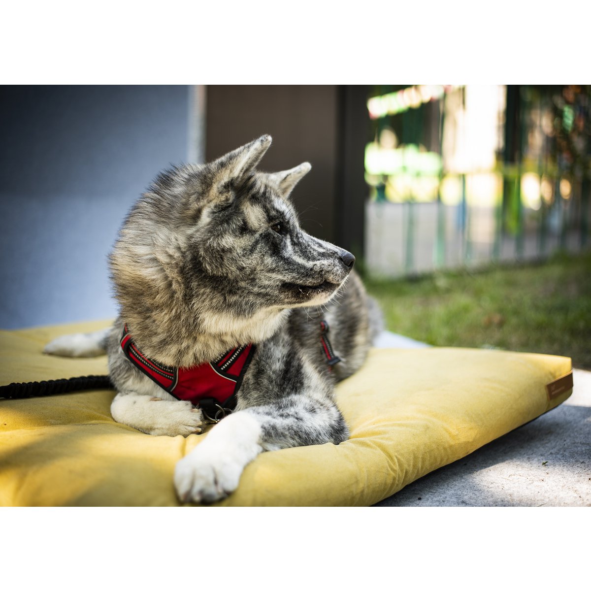 Madras "Soft" til en hund og en kat - genbrugt