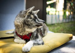 Materasso "Soft" per cane e gatto - riciclato