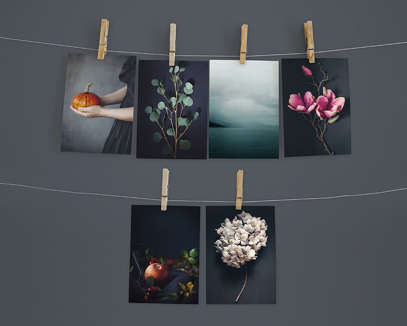 Postkort mørk hortensia (PK_064)