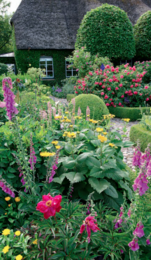 Stauder i haven. Designideer til evigt blomstrende bede