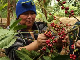 Miscela espresso biologico Nicaragua/Tanzania, 250g, chicchi interi