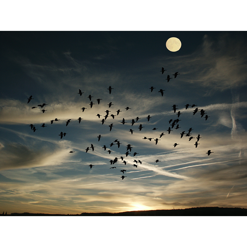 Essaim d'oiseaux