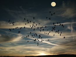 enjambre de pájaros