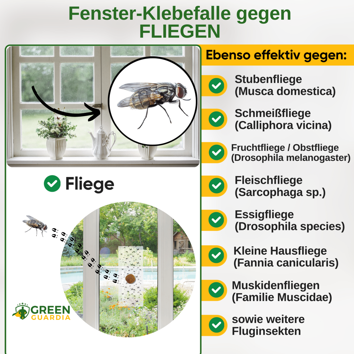 Piège à fenêtre anti-mouches