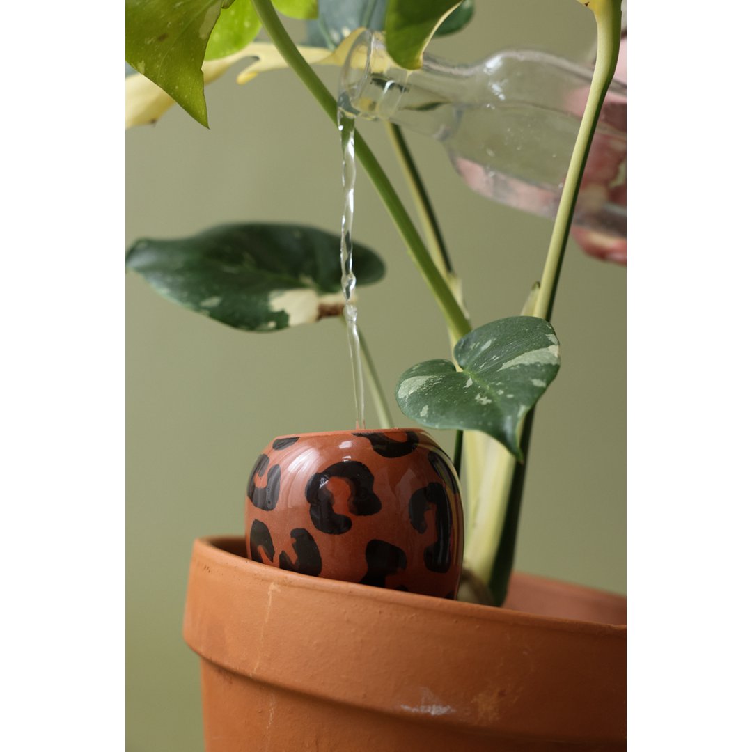 Olla Discovery Pack (display offered)