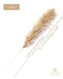 Pampas græs stor beige 120 cm