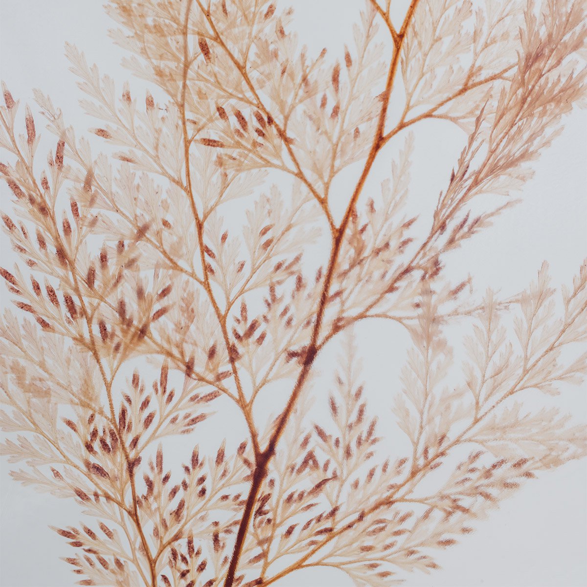 L'Herbarium - pianta sommersa Blush Snowflake Fern