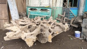 Tree stump big