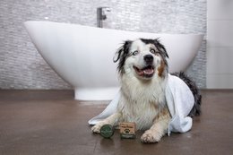 Dog Shampoo Bar – Universal
