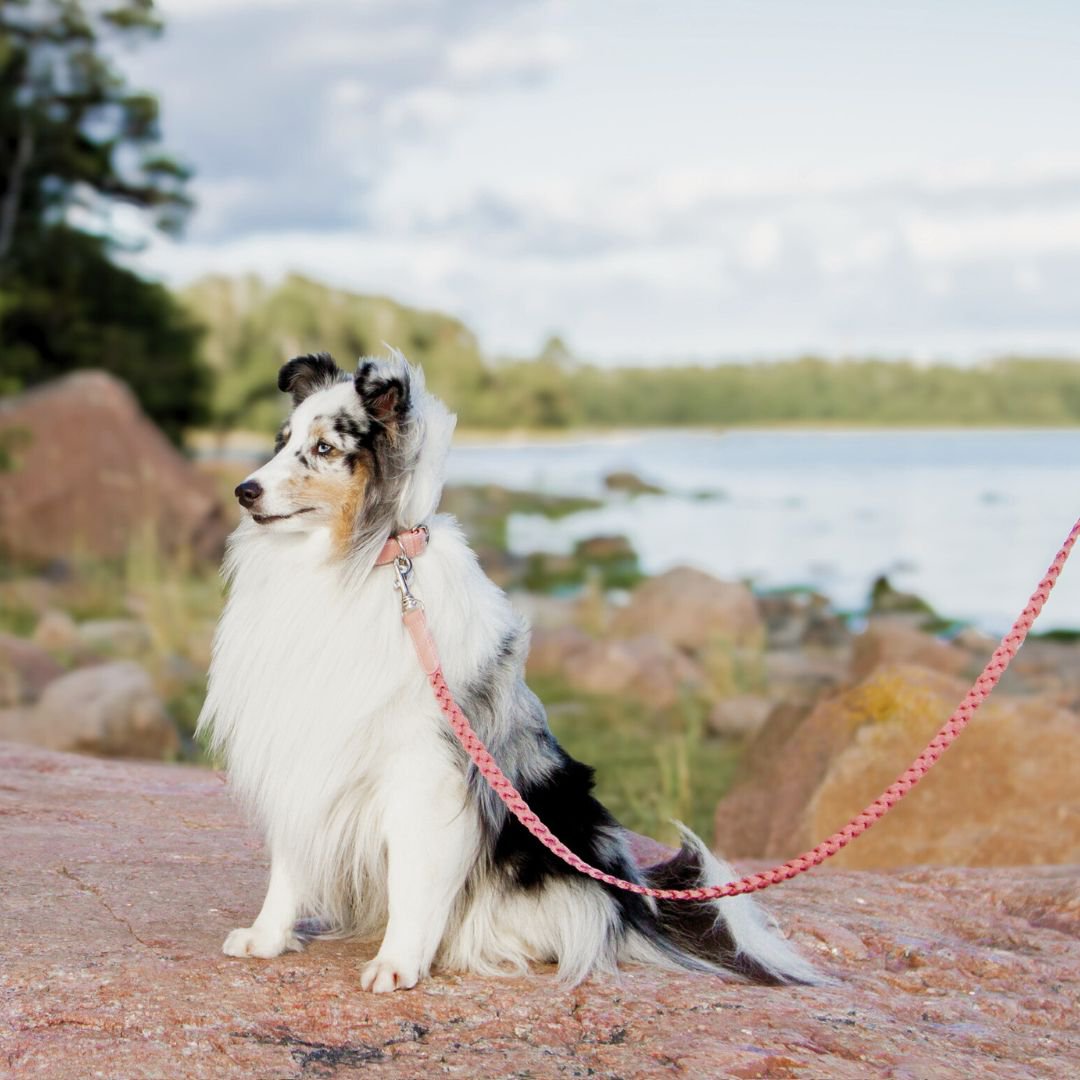 Braid Dog Collar - Petal
