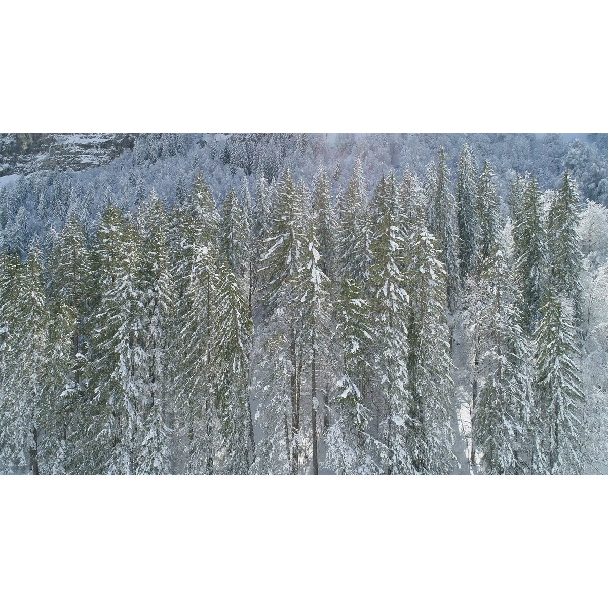 Deckchair - Chilean - fir forest - Design by Karadrone