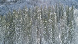 Transat - Chilienne - forêt de sapins - Design by Karadrone