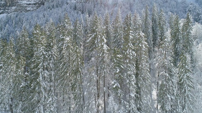 Transat - Chilienne - forêt de sapins - Design by Karadrone