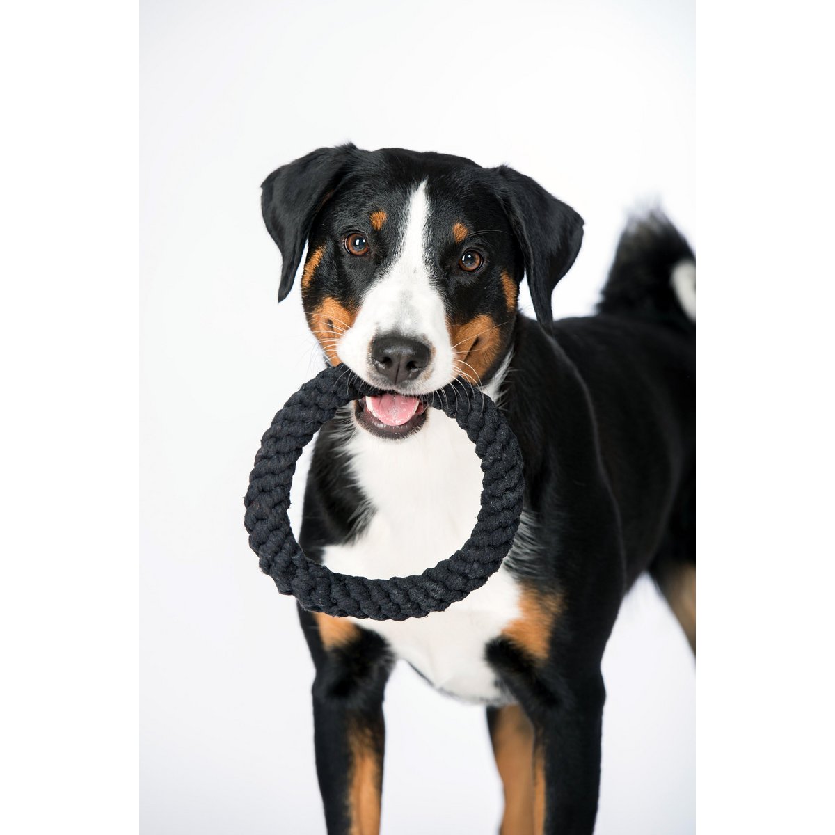 Ringo Ring - juguete de culto para perros