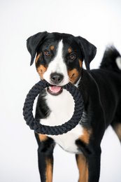 Ringo Ring - juguete de culto para perros