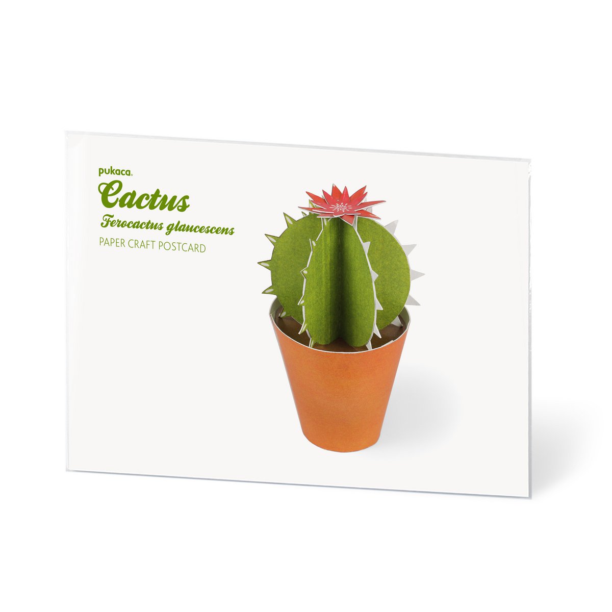 Ferocactus glaucescens postkort