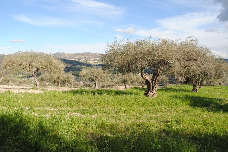 ITALIA | SICILIA | Extra Virgin Olive Oil - il SALTO | 100 ml
