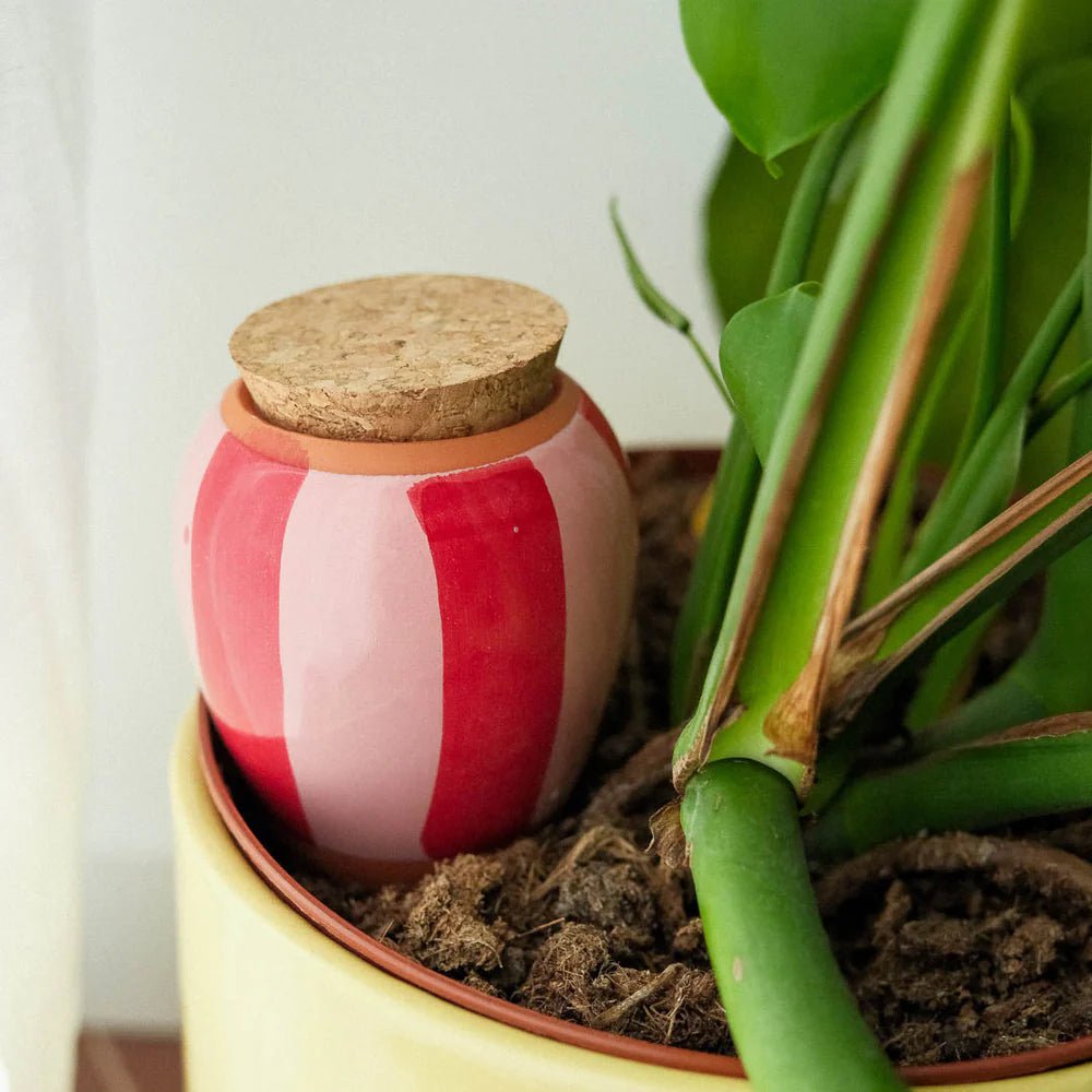 Olla - Pink and red striped