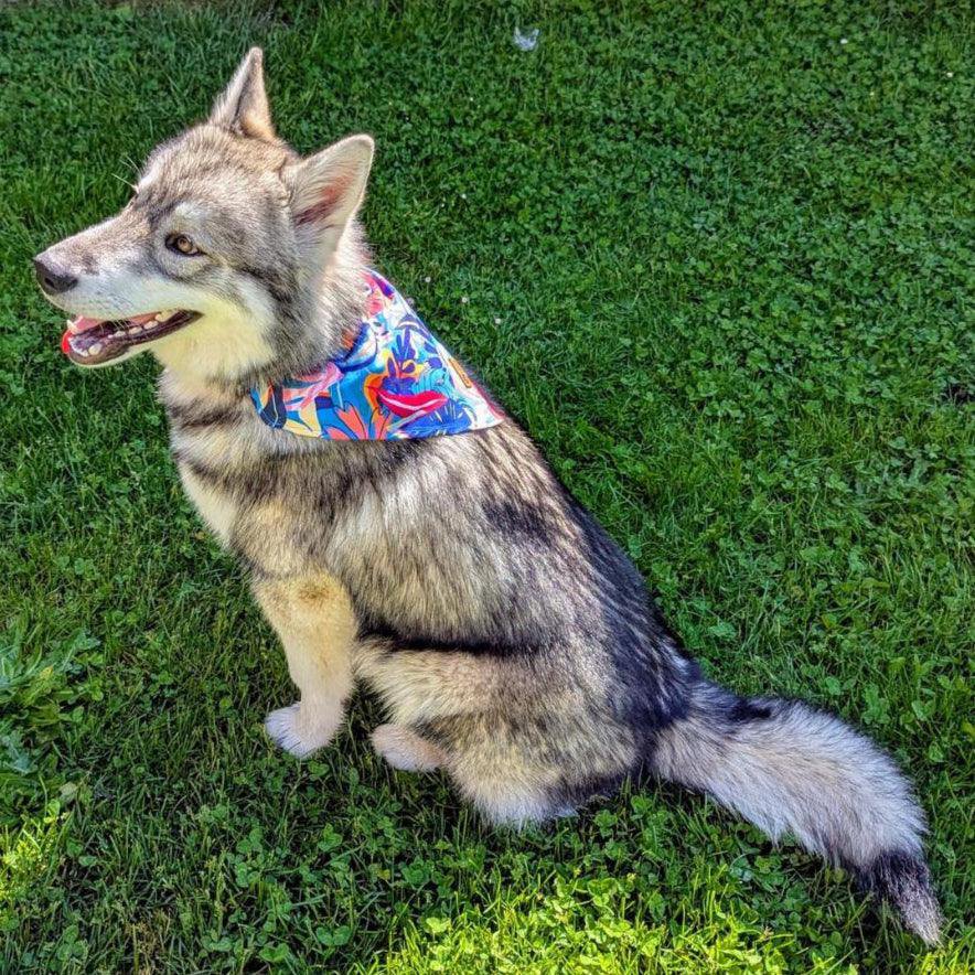 Collana Laguna e bandana