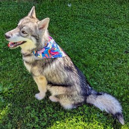 Collana Laguna e bandana