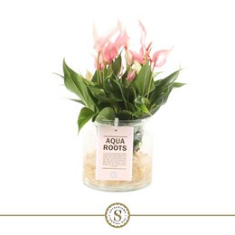 Anthurium Aqua Roots Lilli