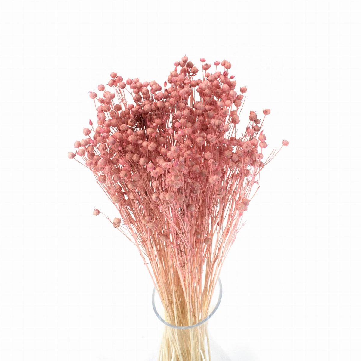 35 tiges de lin séché rose clair